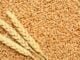 Wheat (Kothumai)